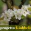 Il progetto GIOBBELING