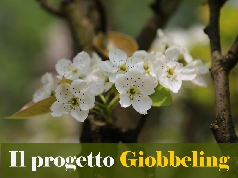 Progetto Giobbeling
