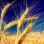 Il buon grano e la zizzania – XVI Domenica Ordinario A (Mt 13,24-43)