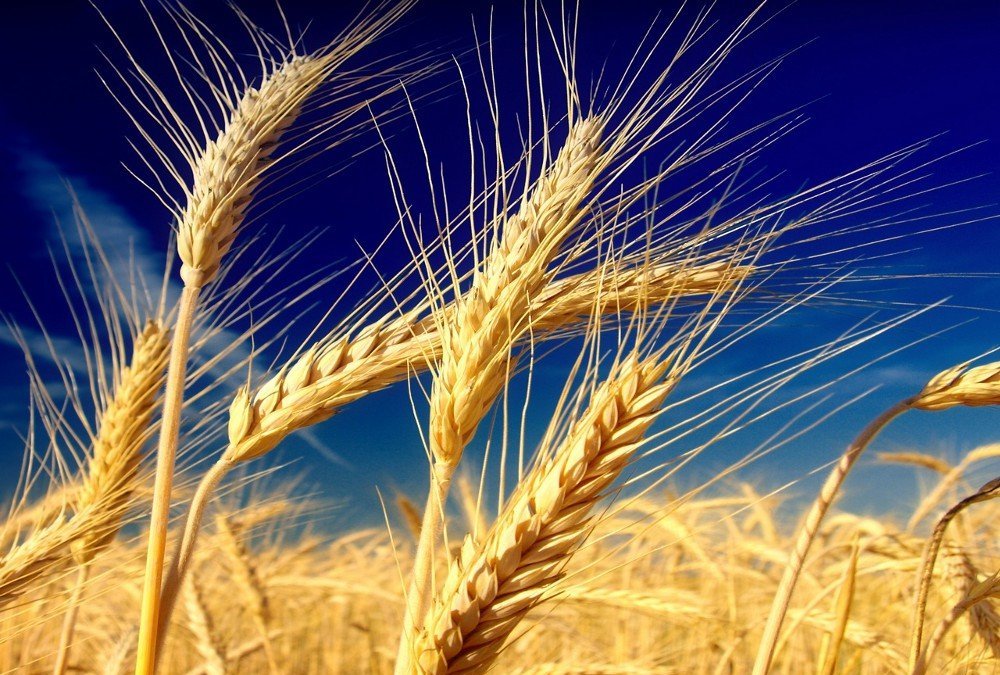 Il buon grano e la zizzania – XVI Domenica Ordinario A (Mt 13,24-43)