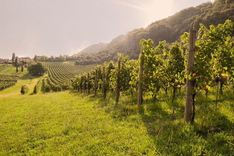 Operai umili e riconoscenti nella Vigna del Signore – XXV Domenica Ord A