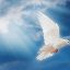 La perenne effusione dello Spirito Santo – Pentecoste (B)