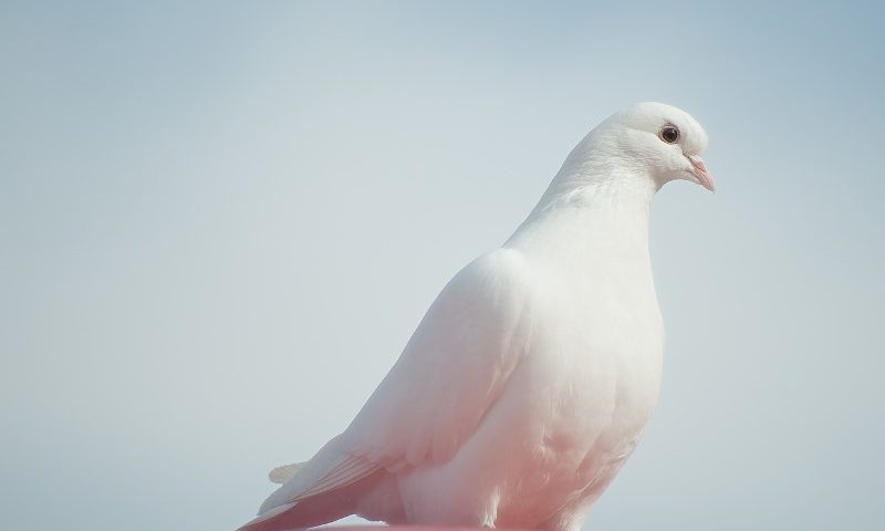 Lo Spirito Santo – Novena di Natale 2019 6/9