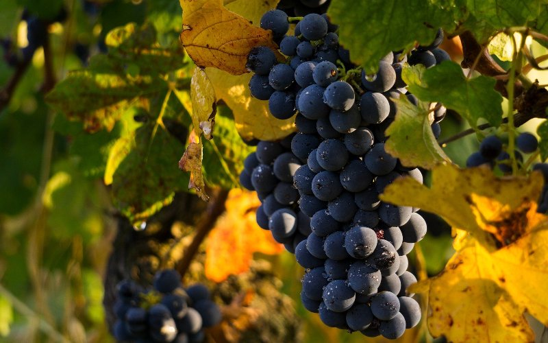 La Vigna del Signore