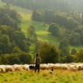 pecore senza pastore
